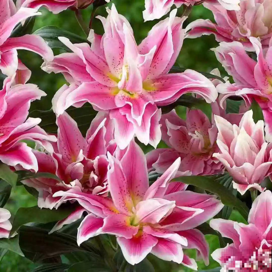 这花一旦重瓣，简直美爆了，怪不得人人爱！