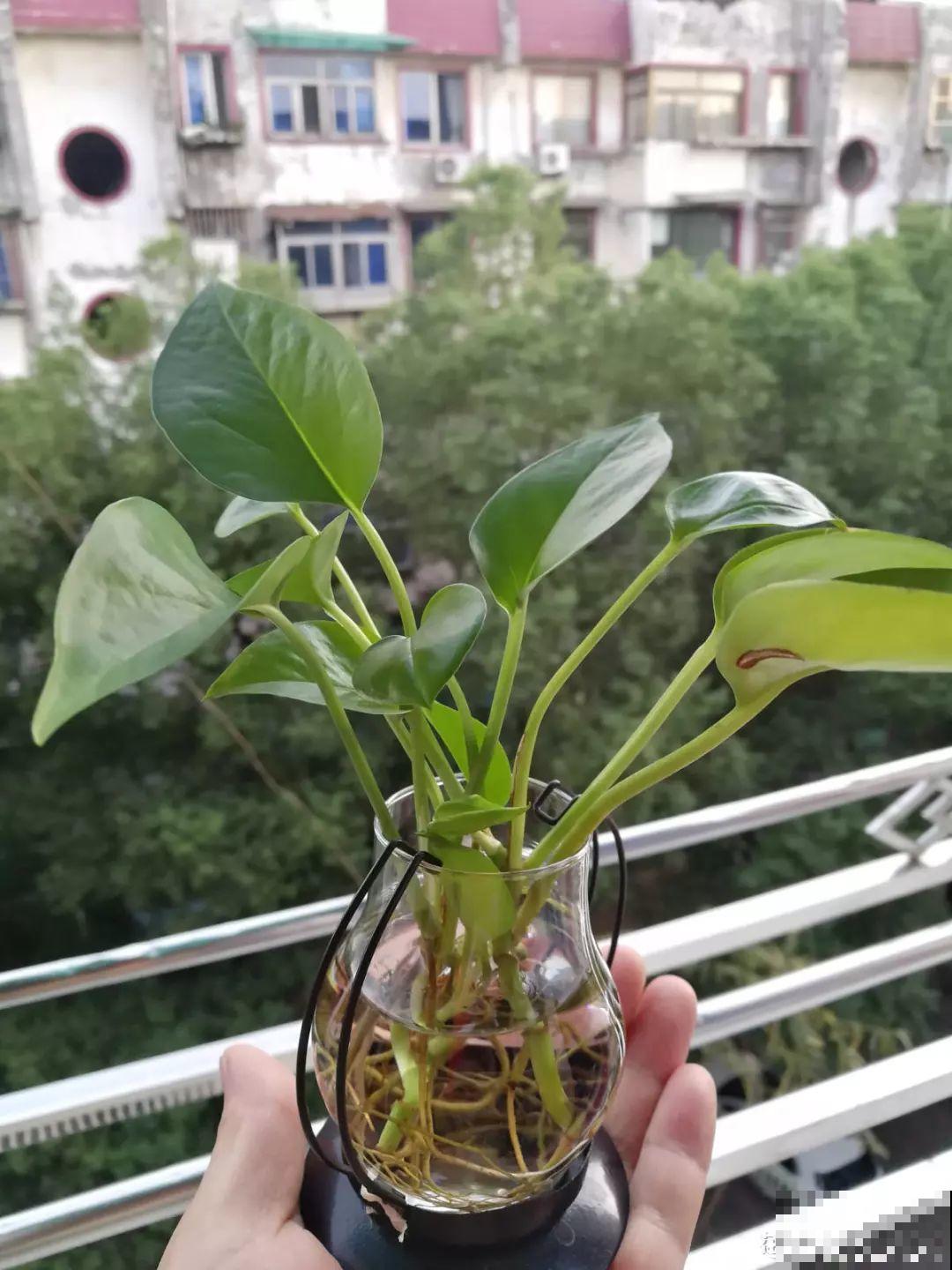 这6种花，现在扦插最好活，摘片叶子照样生根！