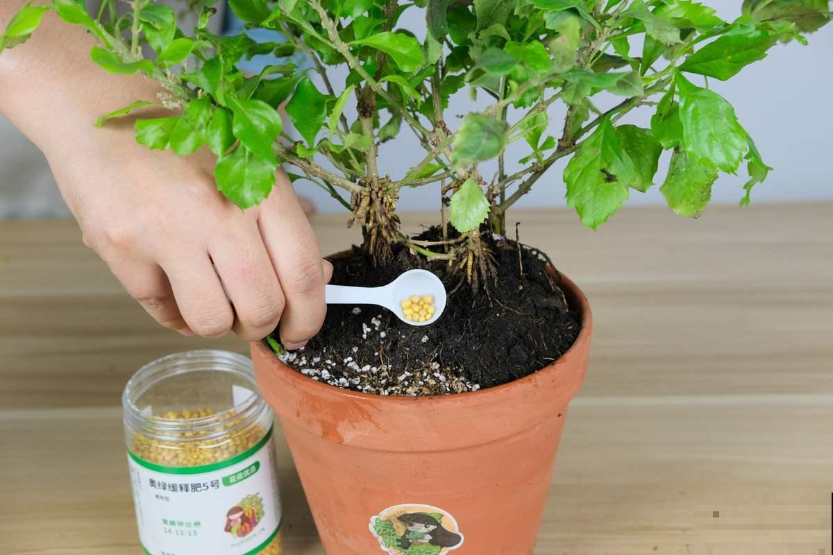 这种养花工具得会使，养花不用愁，一整年都蹭蹭长