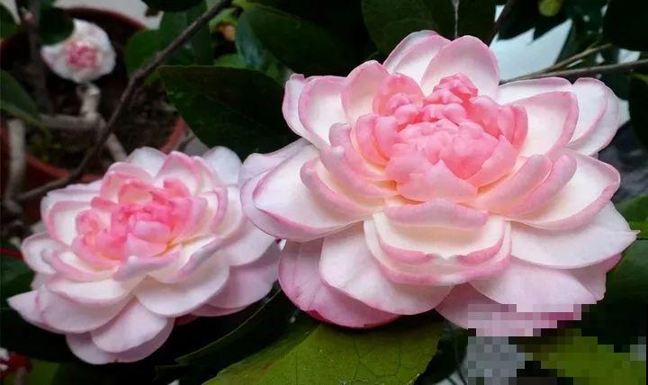 冬天必养的花，竟然有30个品种，最稀罕的是这个颜色！