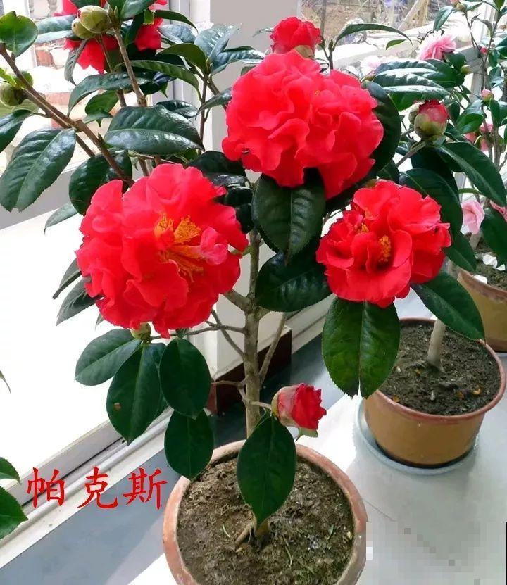 冬天必养的花，竟然有30个品种，最稀罕的是这个颜色！