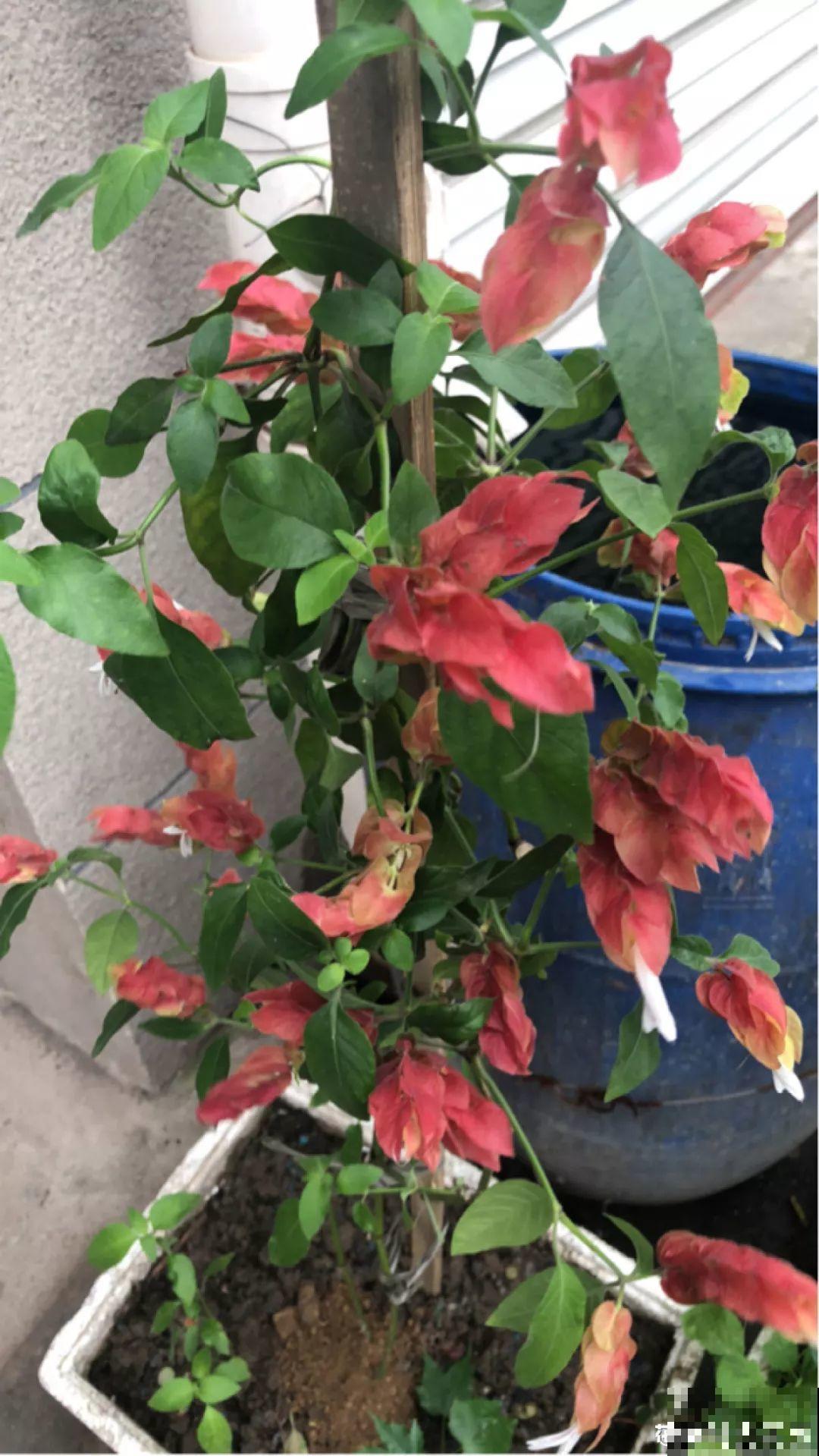 10种过年养的花，花市找不到，谁见了都稀罕！