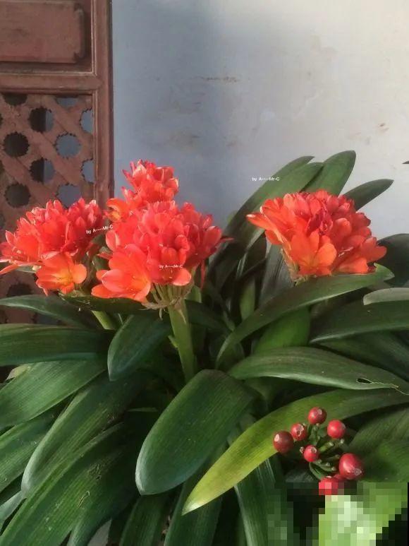 1棵长寿花，冒出124个花箭，开花开成大锅盖，咋养的？