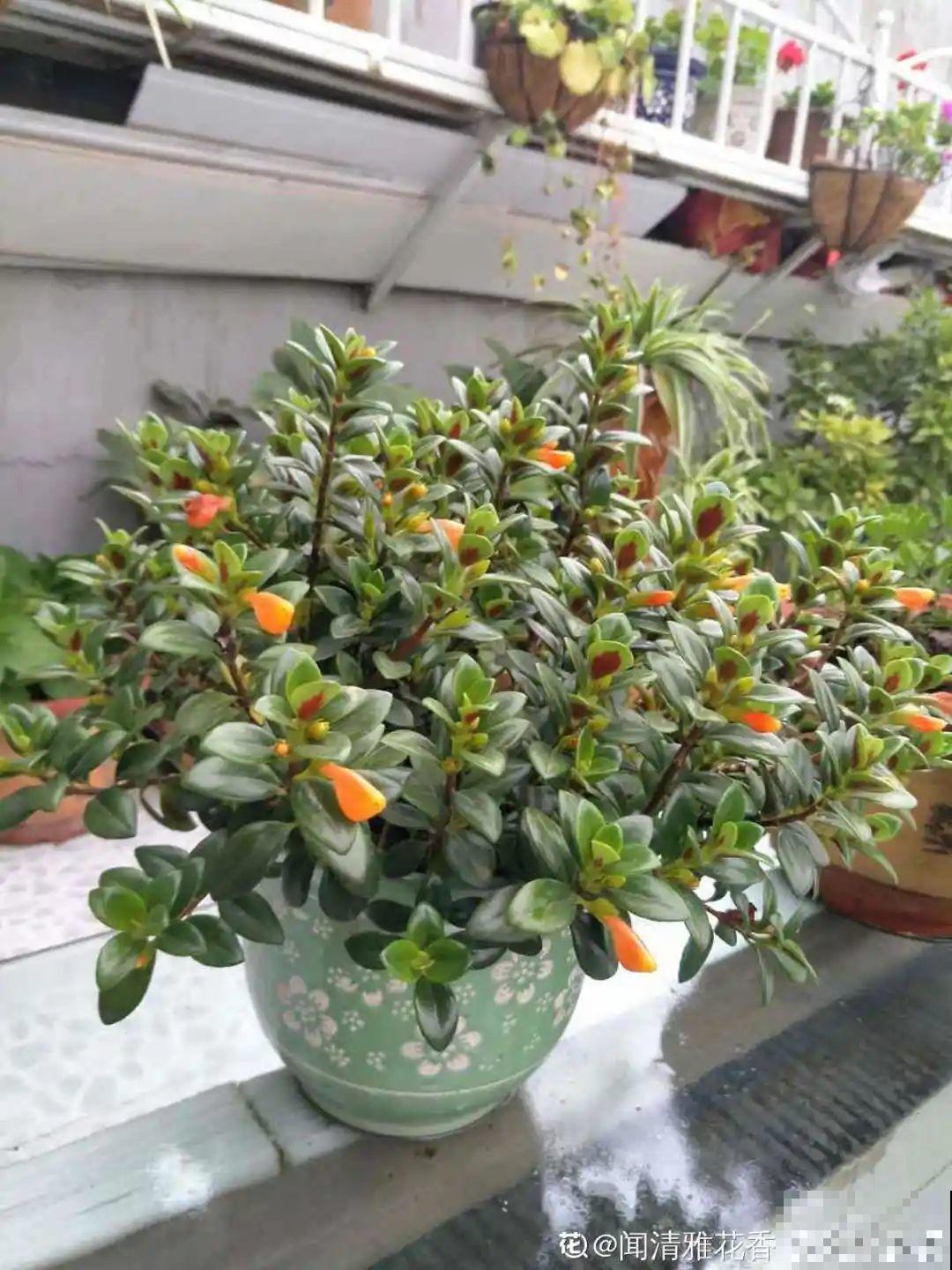春天养花就选玛格丽塔，花期长、花量大，爆满小阳台！