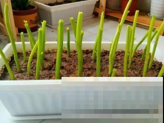 这菜吃不完就扔花盆里，1个月后又能吃，长势茂盛收获不断！