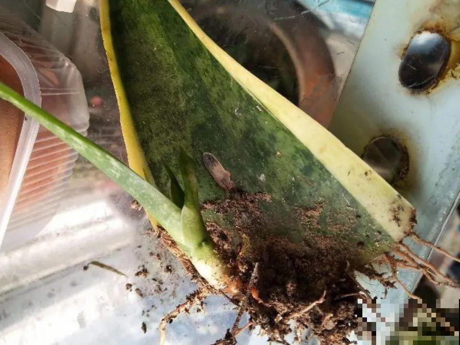 开完花的蟹爪兰，叶子摘一摘，放在梳子上遇水就生根！