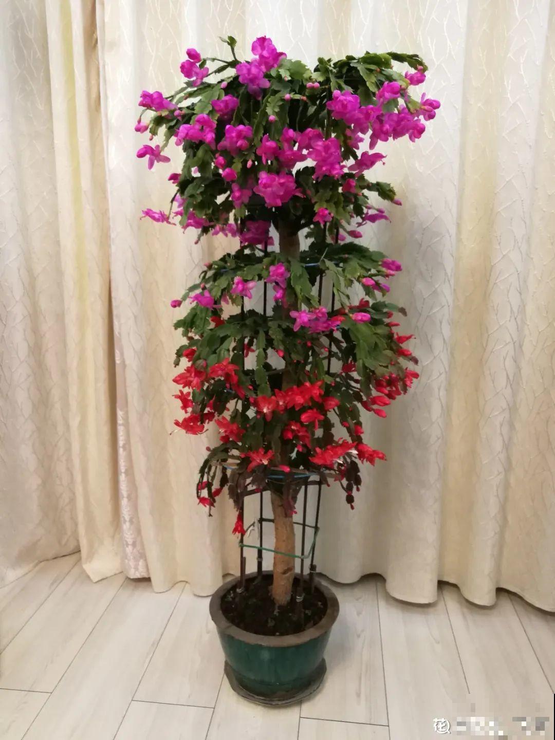 1棵长寿花，冒出124个花箭，开花开成大锅盖，咋养的？