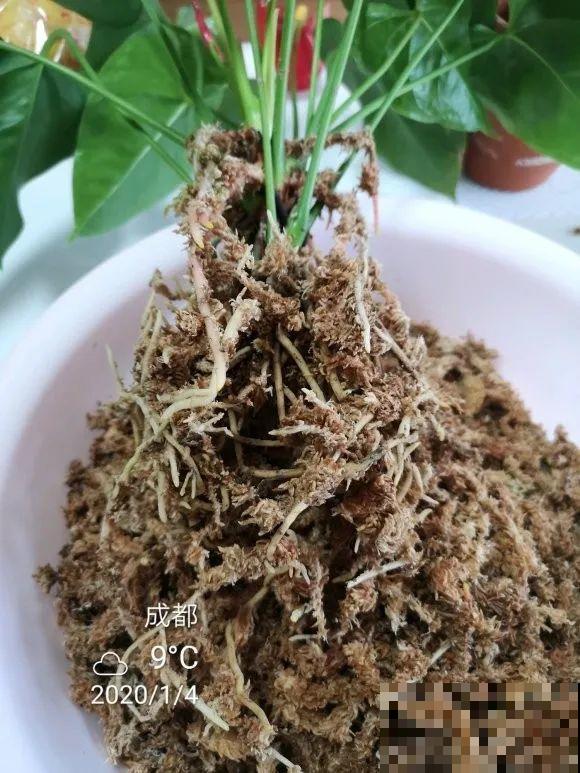 1棵长寿花，冒出124个花箭，开花开成大锅盖，咋养的？