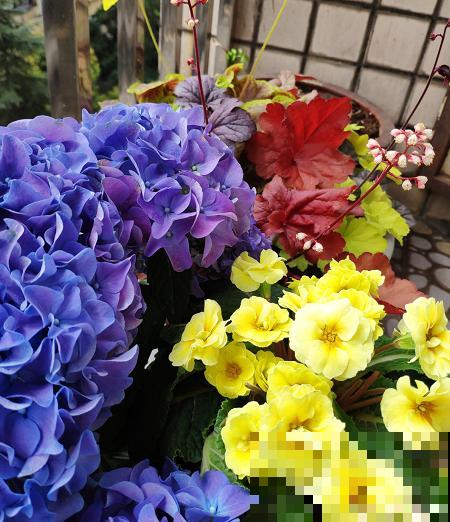 五彩斑斓的春天，靠这些植物来打扮，7种花7个颜色！
