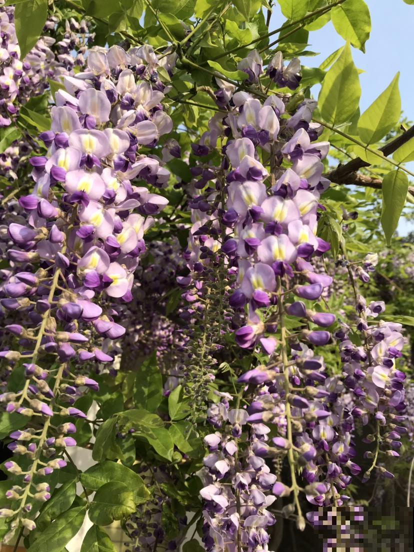 家里养棵紫藤花，紫气东来寓意好，还能开成花瀑布