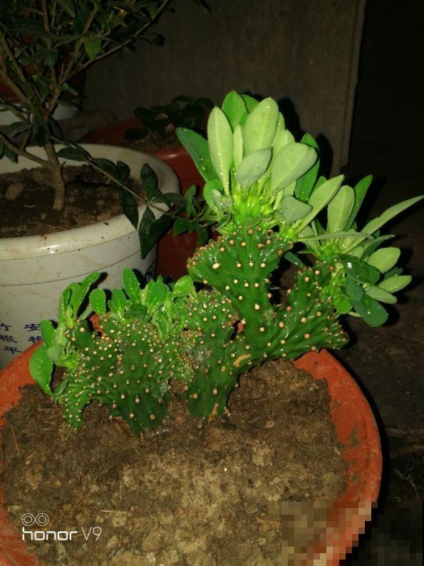 别看这花浑身都是刺，放在客厅里，有光就能长！