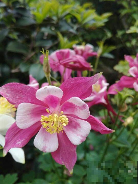 这花名字忒难听，开花却美炸，邻居全都抢着养