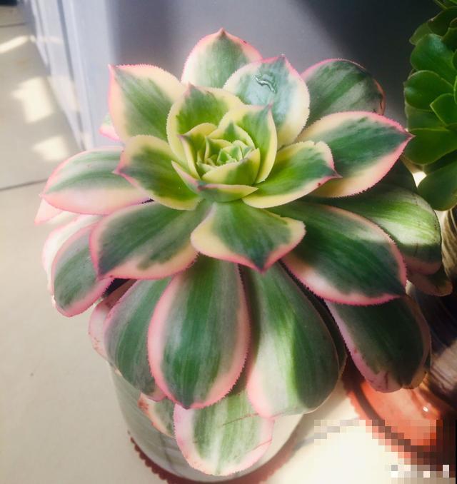 一次疫情，荒芜不了整个春天，阴霾会过去，鲜花也会盛开！