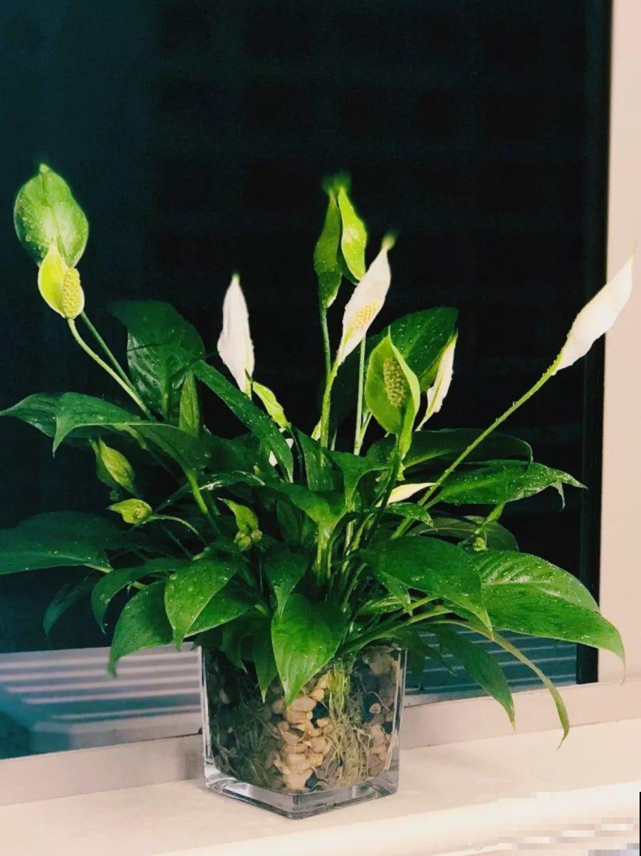 1杯水就能养活的花，干净卫生，家里养有气质！