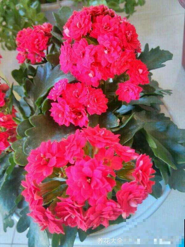 春天养花，这6件事做好，家里花开成海！