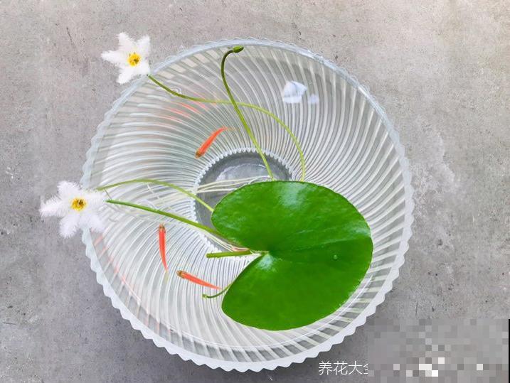 最好养、最弱智的植物，只长一片叶子，开花200天！