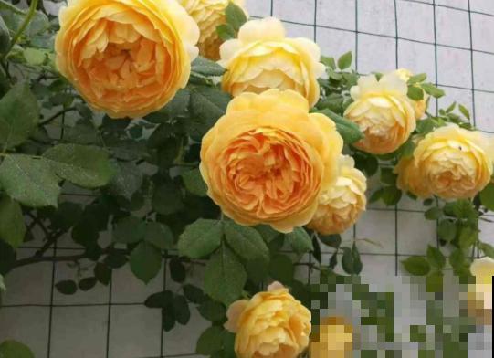 这6种月季，抗病强、花量大还耐晒，养一棵就很美！