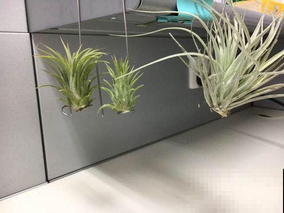 6种花最怕干燥，早春要多喷喷水，叶子水灵灵的最好看！