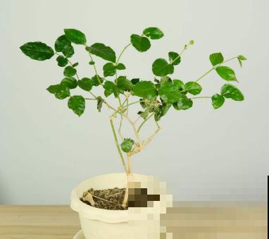 3月该给花施肥了，每月浇点这东西，开花真给力！