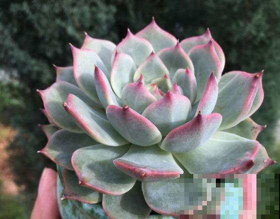 这种多肉最怕水，一个月不浇，反而胖成肉墩子！