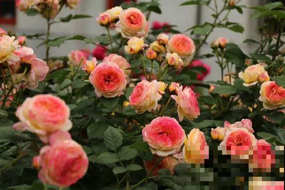 这6种月季，抗病强、花量大还耐晒，养一棵就很美！