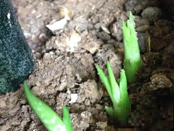 给这花换盆，土里扒出30个崽，根本不用扦插！