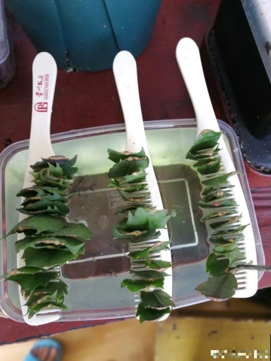 开完花的蟹爪兰，叶子摘一摘，放在梳子上遇水就生根！