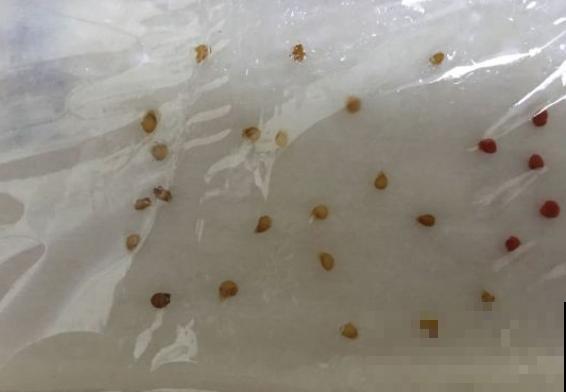 最适合春天种的4种菜，长势喜人，新鲜健康还省钱！