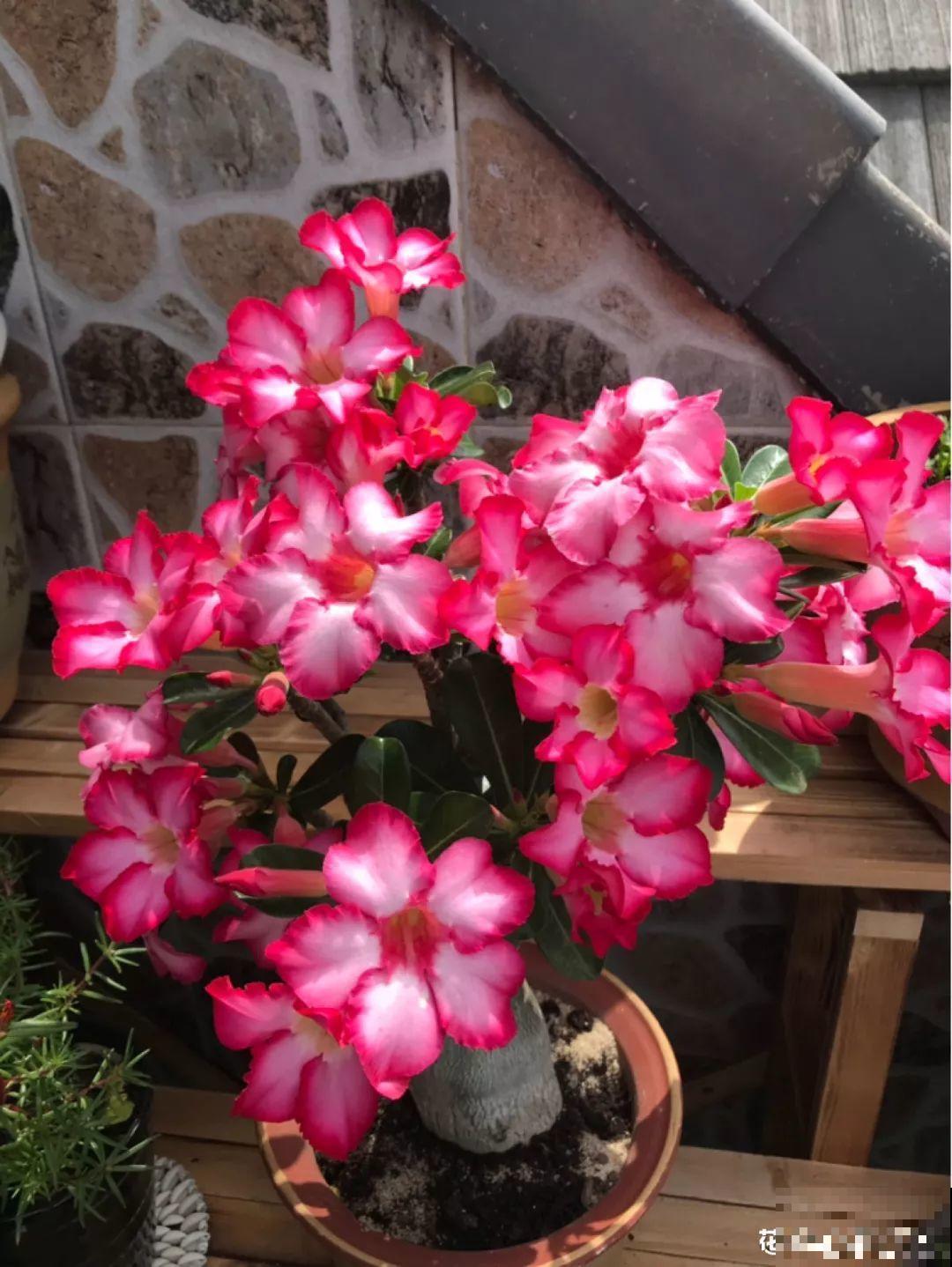 这花特好养，撒一把丢土里，冒出一堆新芽！