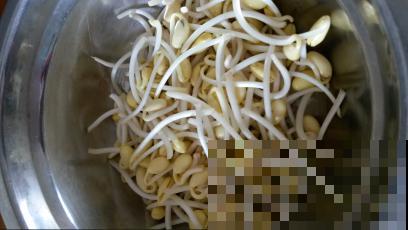 塑料盆发豆芽，5天长一盆，健康又美味！