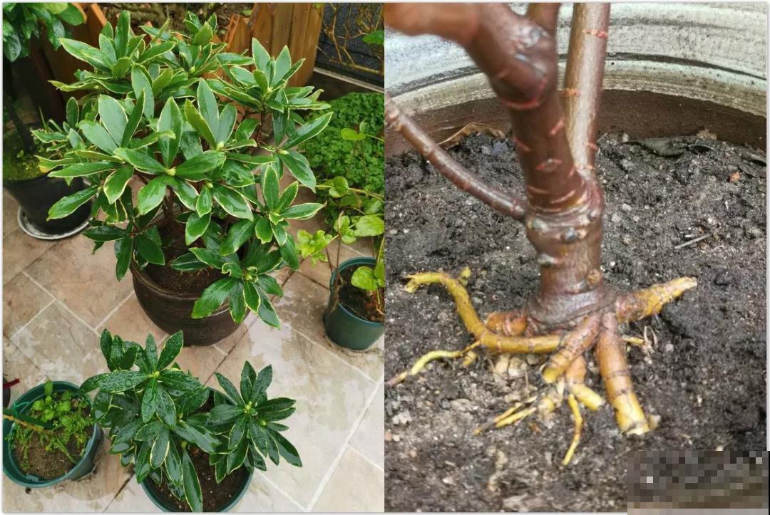 小镇上的瑞香花，一棵比澡盆还大，整条街都是香的！