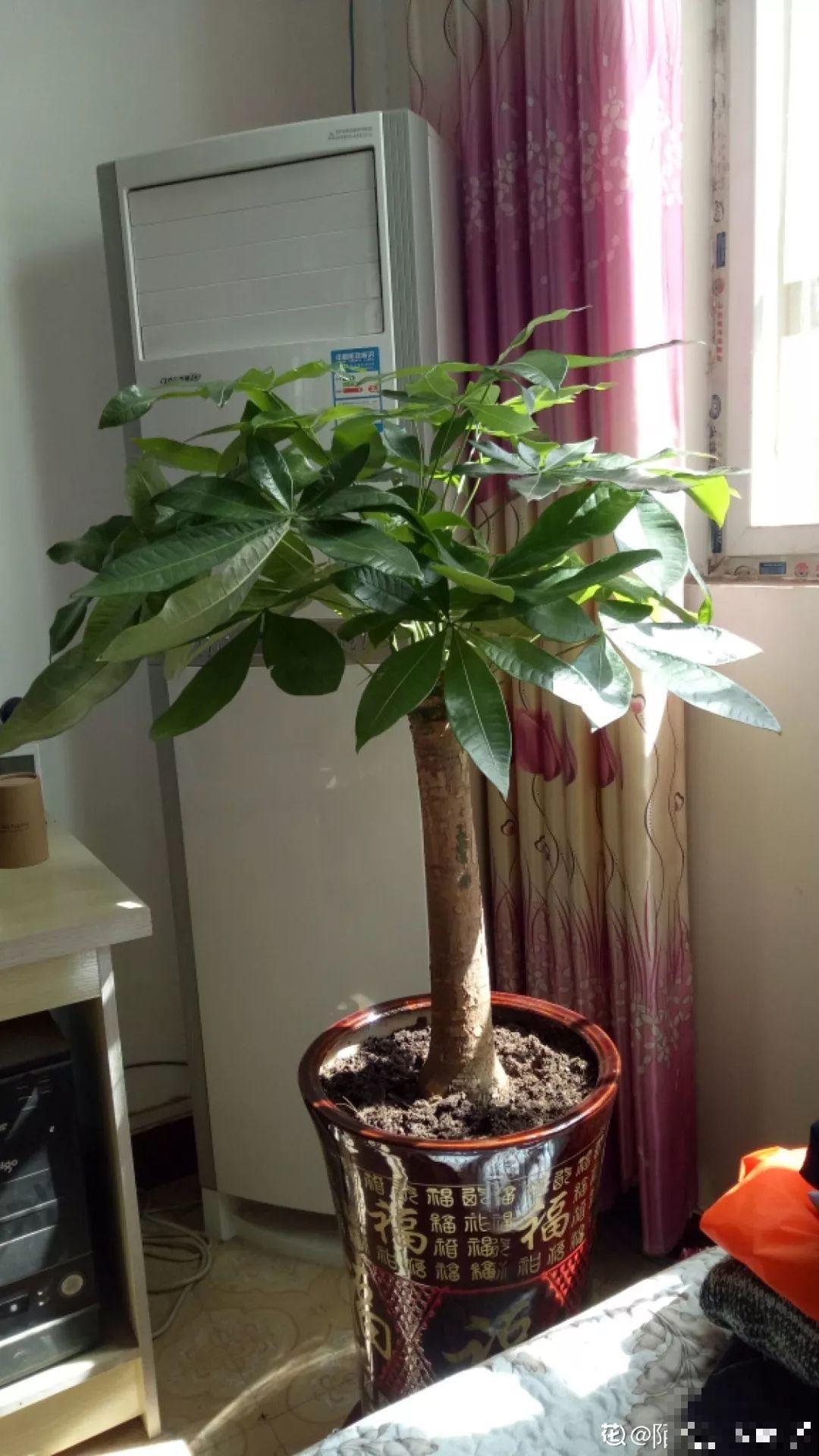 18种过年花，随便挑着养，“鼠”你新年最有钱！