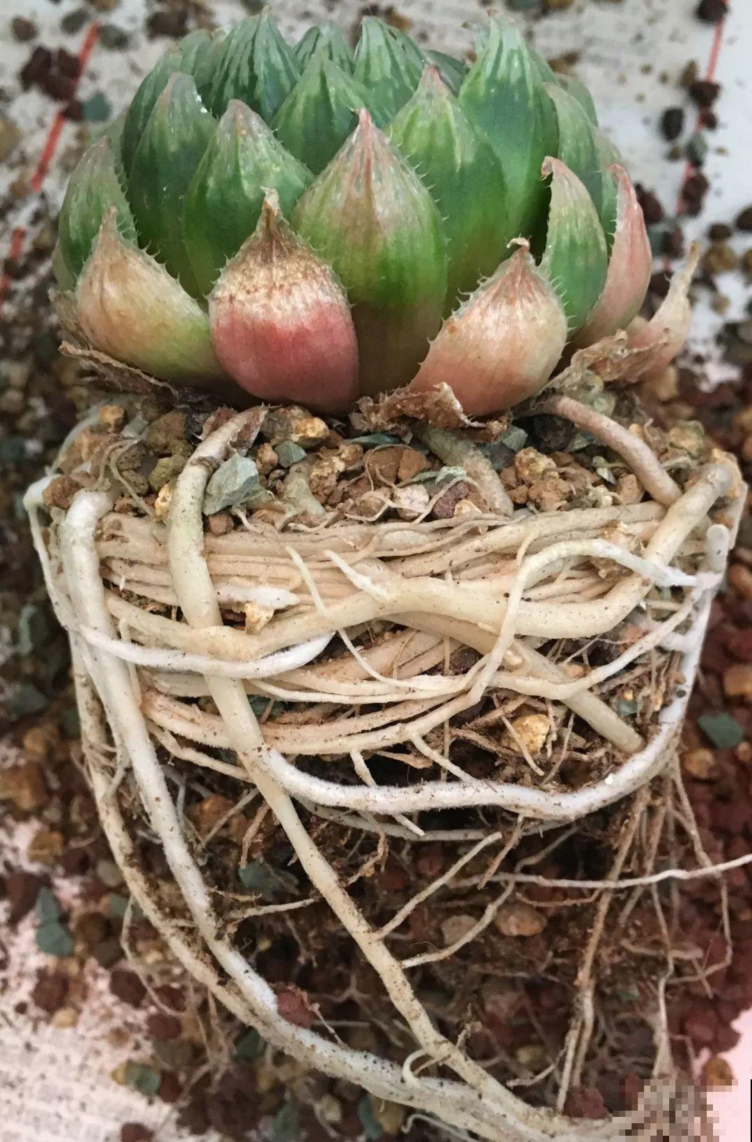 这花太能生，根系长满一轮胎，必须要换盆！
