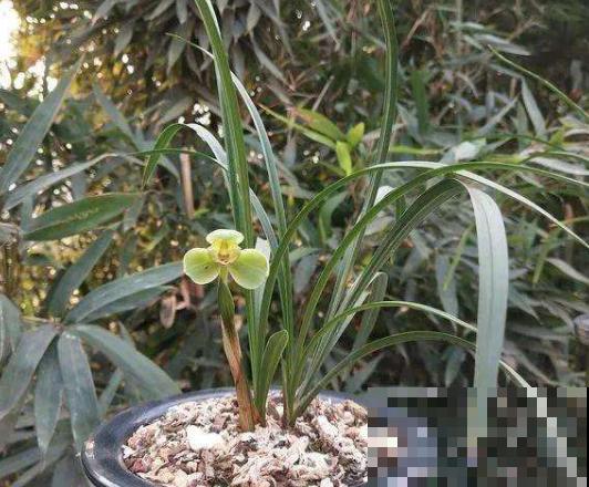 山上的兰花别乱挖，破坏环境和珍稀物种，小心违法了要坐牢！