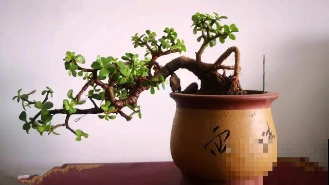 养花不能用大盆，这5种花挤在小盆里，才能长成精品！