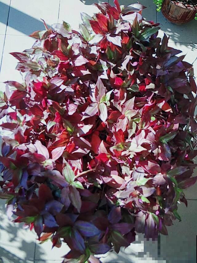 别养绿萝了，这花比绿萝好看好养，邻居一口气养了20盆