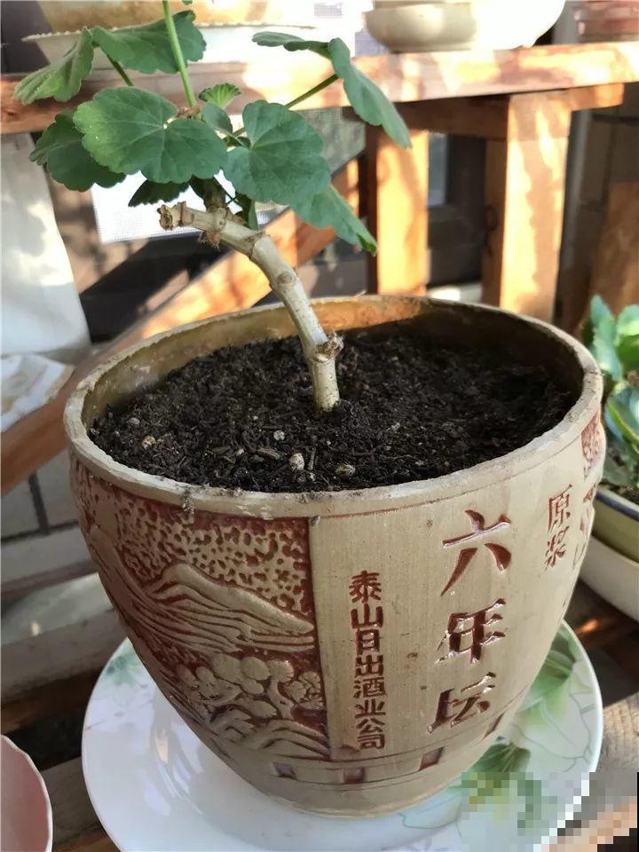 酒瓶子舍不得扔，做成花盆，美到你认不出来！