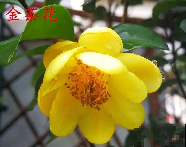 冬天必养的花，竟然有30个品种，最稀罕的是这个颜色！
