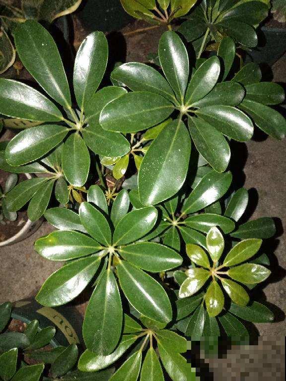这盆栽模样好看又皮实，但是这点必须要注意，否则只剩空盆！