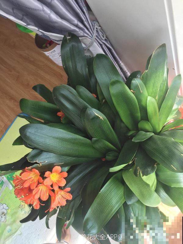 2种花，低于5℃赶紧搬进屋，否则冻得只剩盆