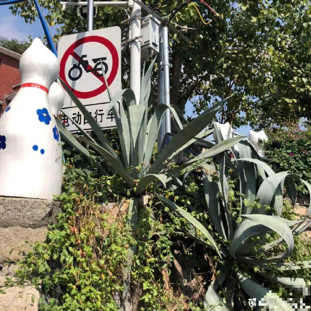 叶子像长寿，开花像绣球，这花的名字你还真想不到！