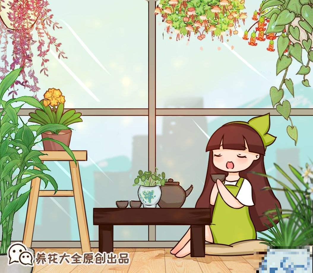 “6种”气质型花卉，每一种对应一种性格，你是哪一种？