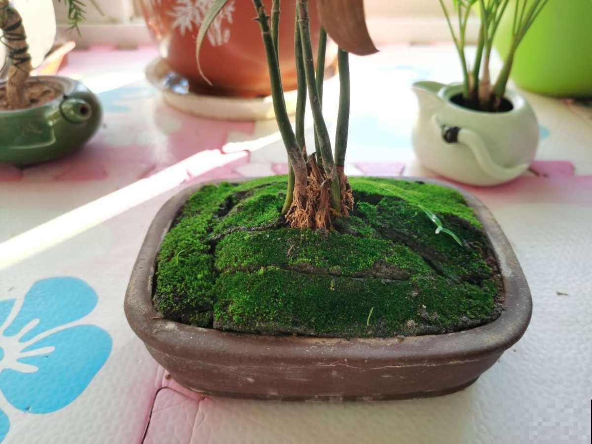 春雨过后，苔藓丛生，挖点回家种盆里，比养绿植有个性