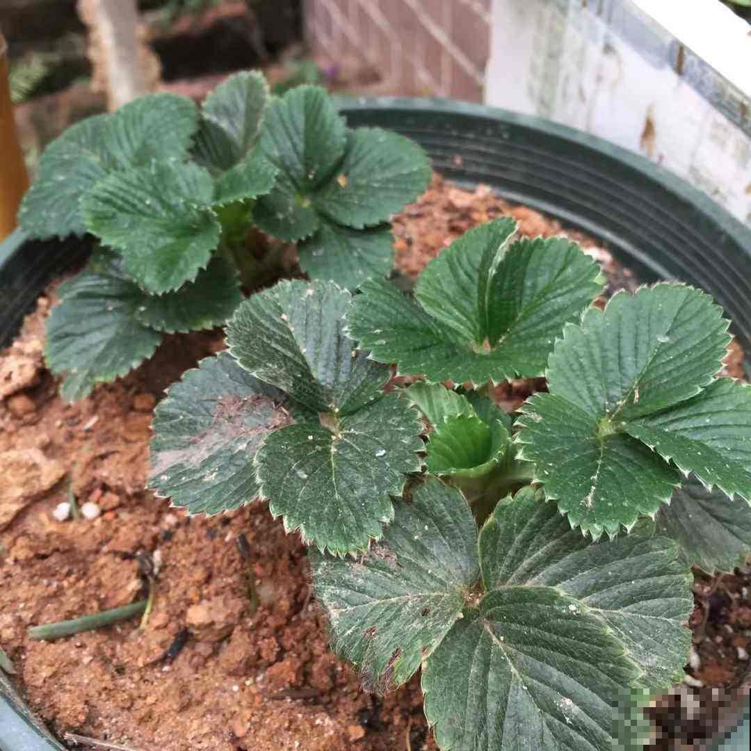 冬天是美味草莓季，在阳台就能种一堆，再也不用出门买！