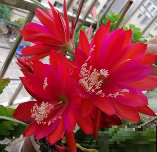 盘点我淘汰的各种花，当初花钱买了，后来含泪放弃……