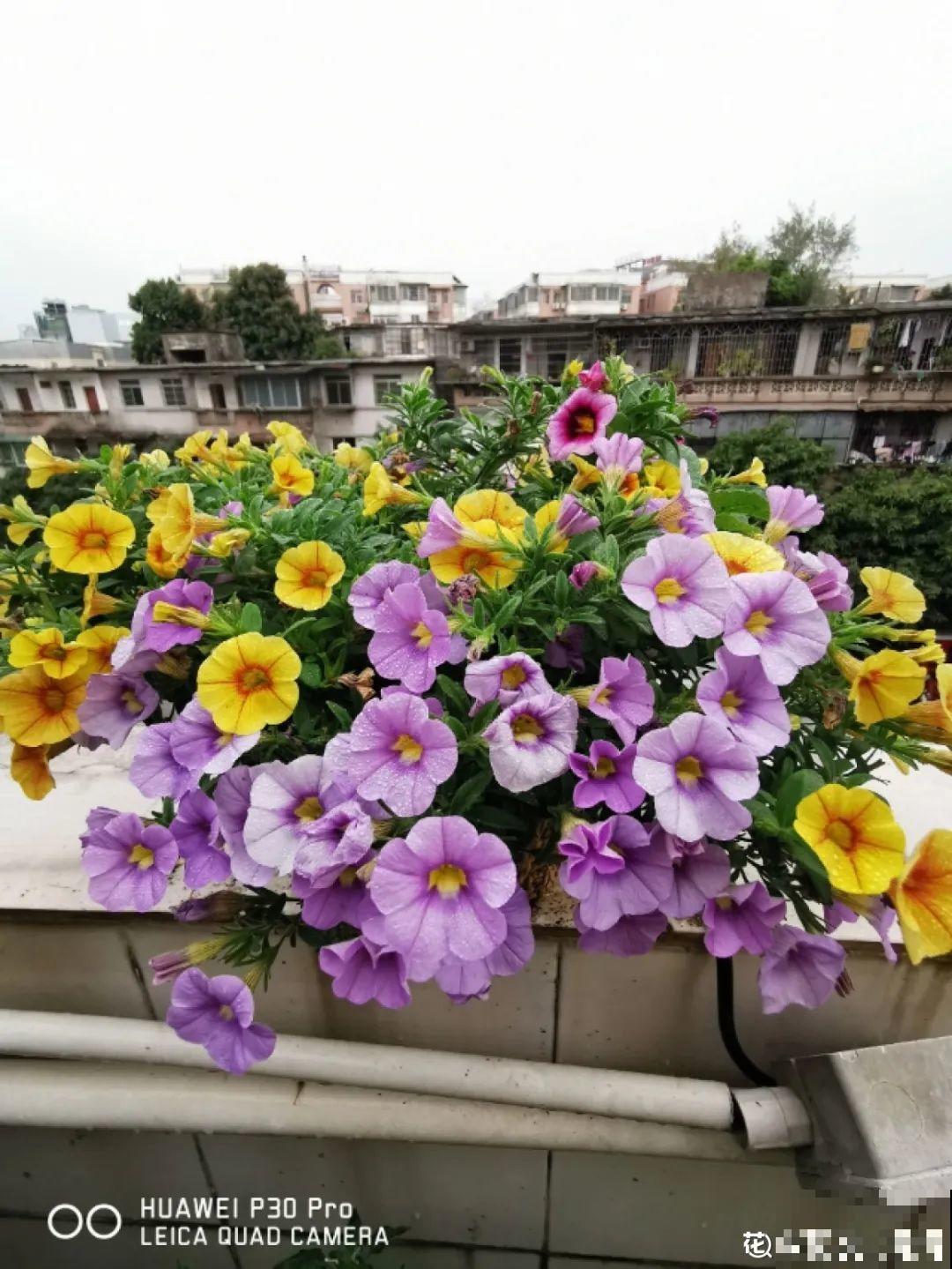 晾衣杆上挂盆它，开成小花球，阳台美的像花园！