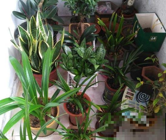 橘皮、柚子皮别扔，泡水里成大补肥，养花太有用了！