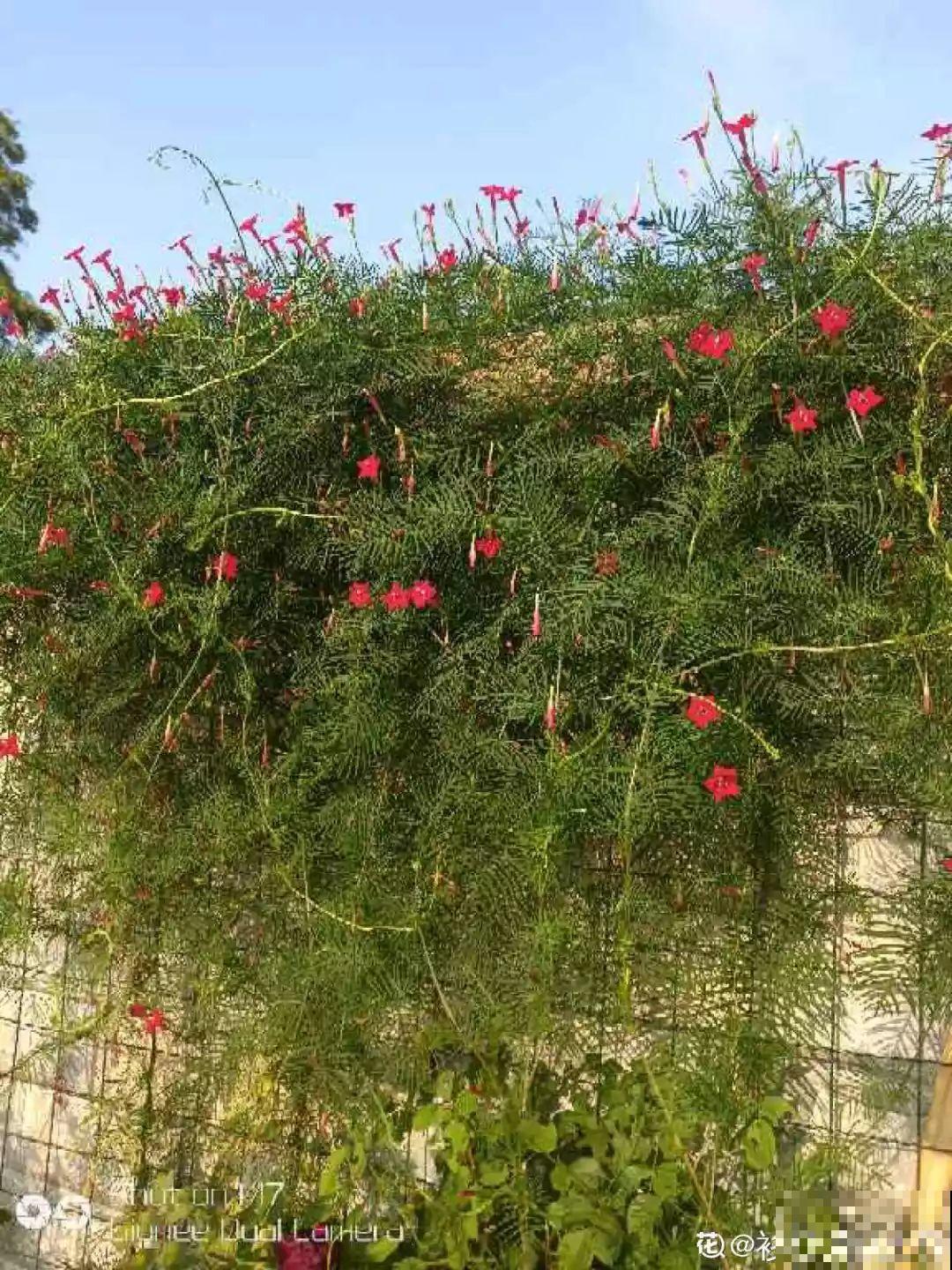 20种爬藤花，早春种一棵，能开满整个花架！