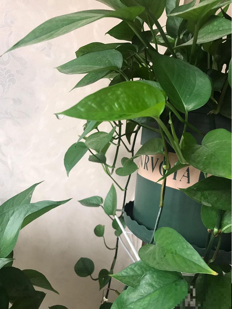 这花真奇怪，叶子总是吐水珠，不是生病是好事儿