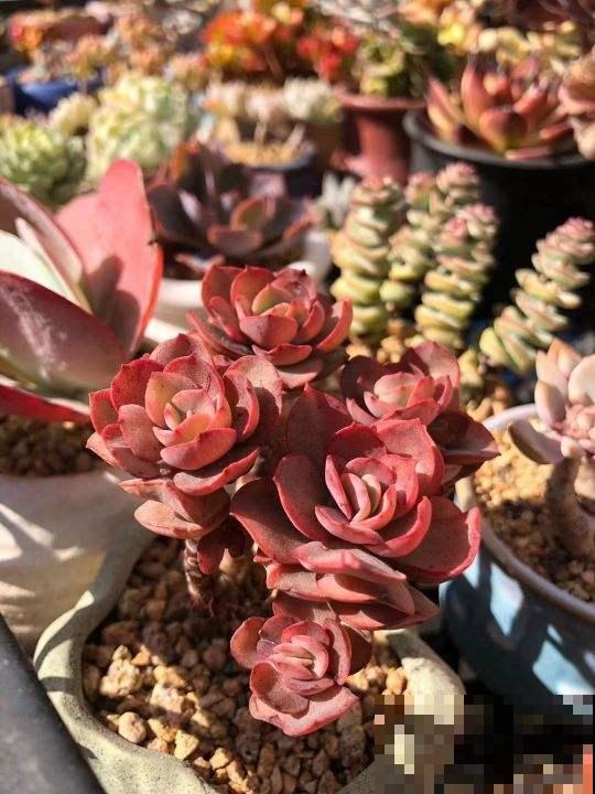 这花不一样，太阳越晒，叶子越红，养在家里像个艺术品